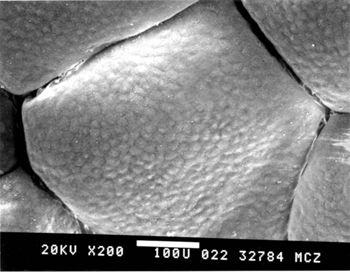 Media type: image; Herpetology R-54122